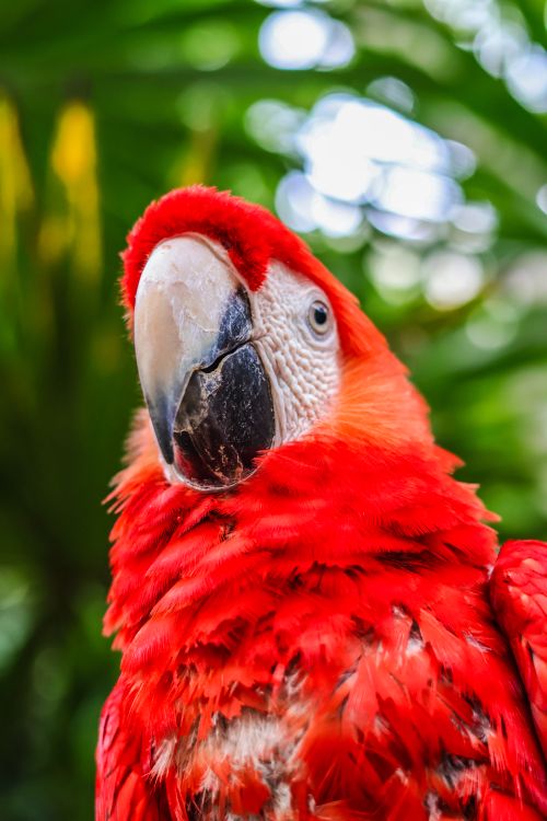 Free Close-up of a vibrant scarlet macaw in a lush tropical environment. Stock Photo