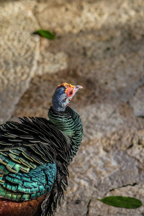 Immagine gratuita di esotico, fotografia di animali, piume