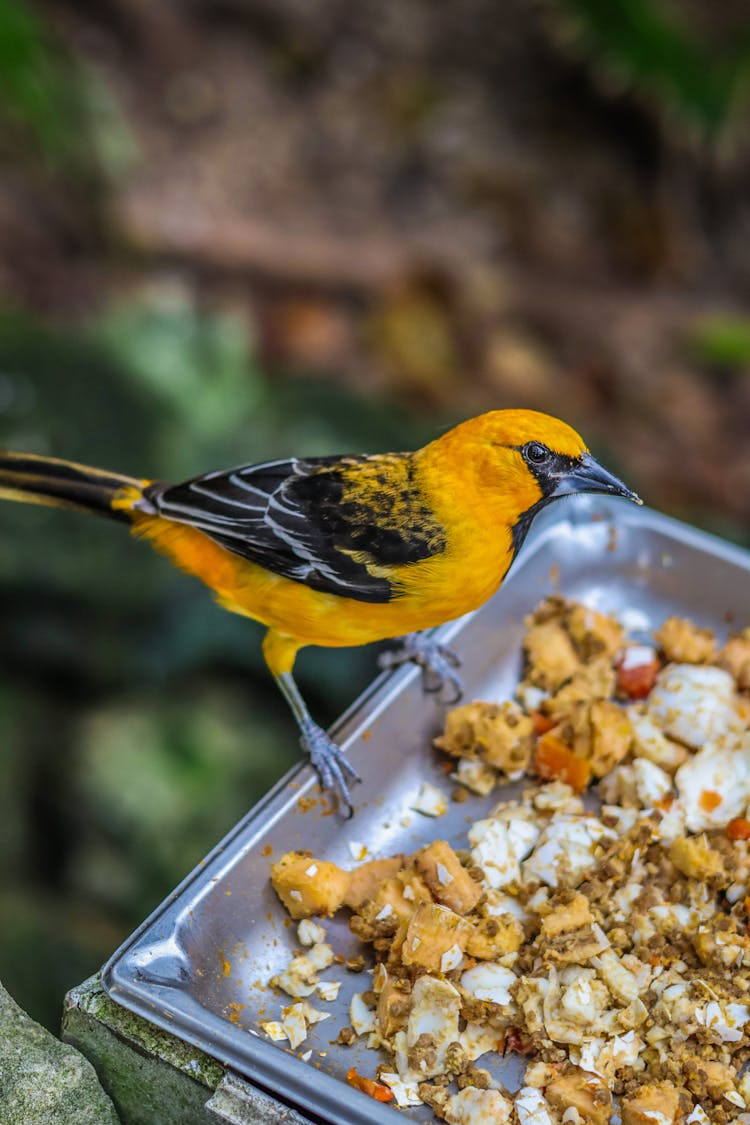 Orange Oriole Bird On Feeder