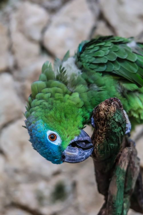 Free Close-up of a vibrant green parrot perched on a branch in Playa del Carmen, showcasing its colorful feathers. Stock Photo