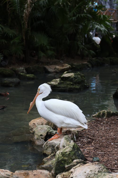 Immagine gratuita di fiume, fotografia di animali, fotografia naturalistica