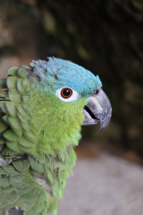 Free Detailed close-up of a Southern Mealy Amazon parrot with vibrant green feathers in Playa del Carmen, Mexico. Stock Photo