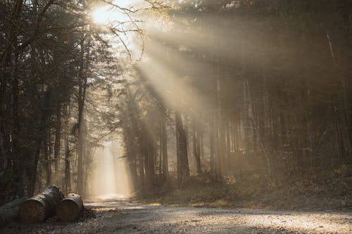 Sunlight Shining on Dirt Road in Forest