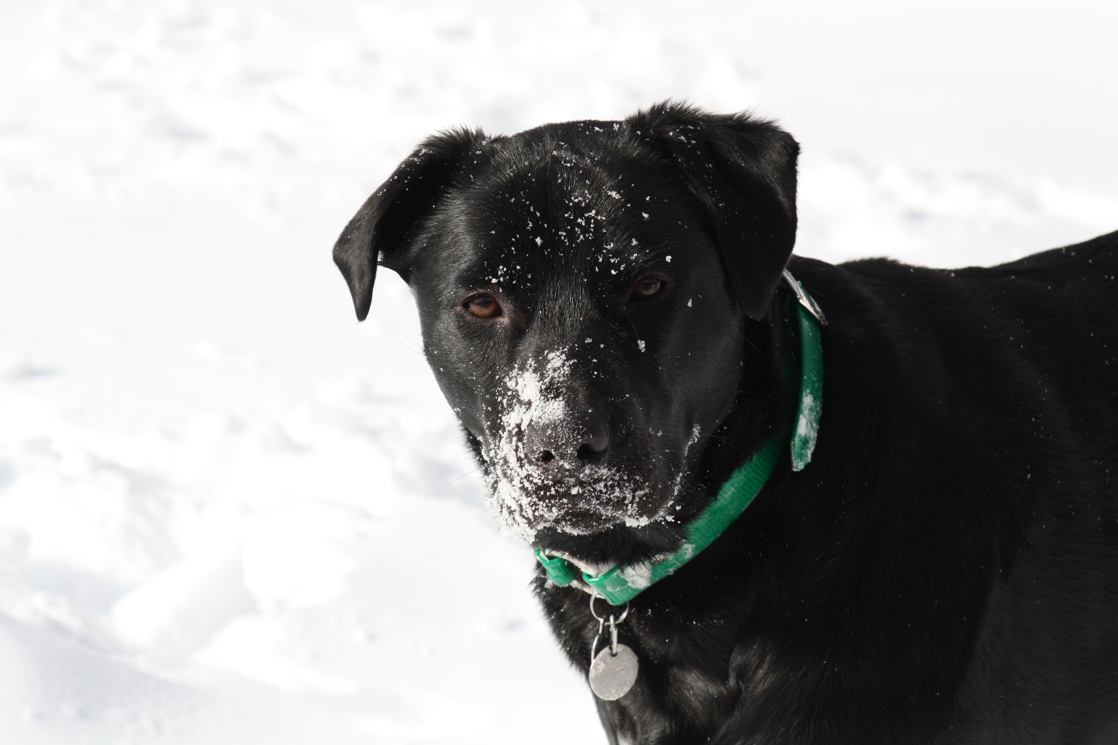 A black dog with a green collar enjoys a snowy winter landscape, covered in snowflakes.