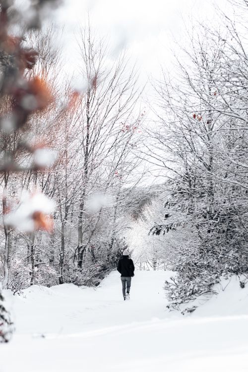 Free A person walks alone on a snowy path surrounded by winter trees in a tranquil forest scene. Stock Photo