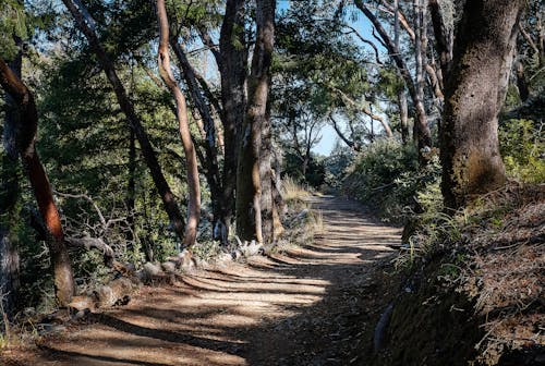 Trees around Footpath in Deep Forest