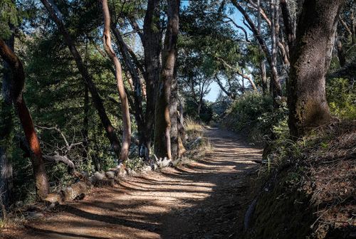 Free Serene natural footpath through a lush forest with tall trees casting shadows. Stock Photo