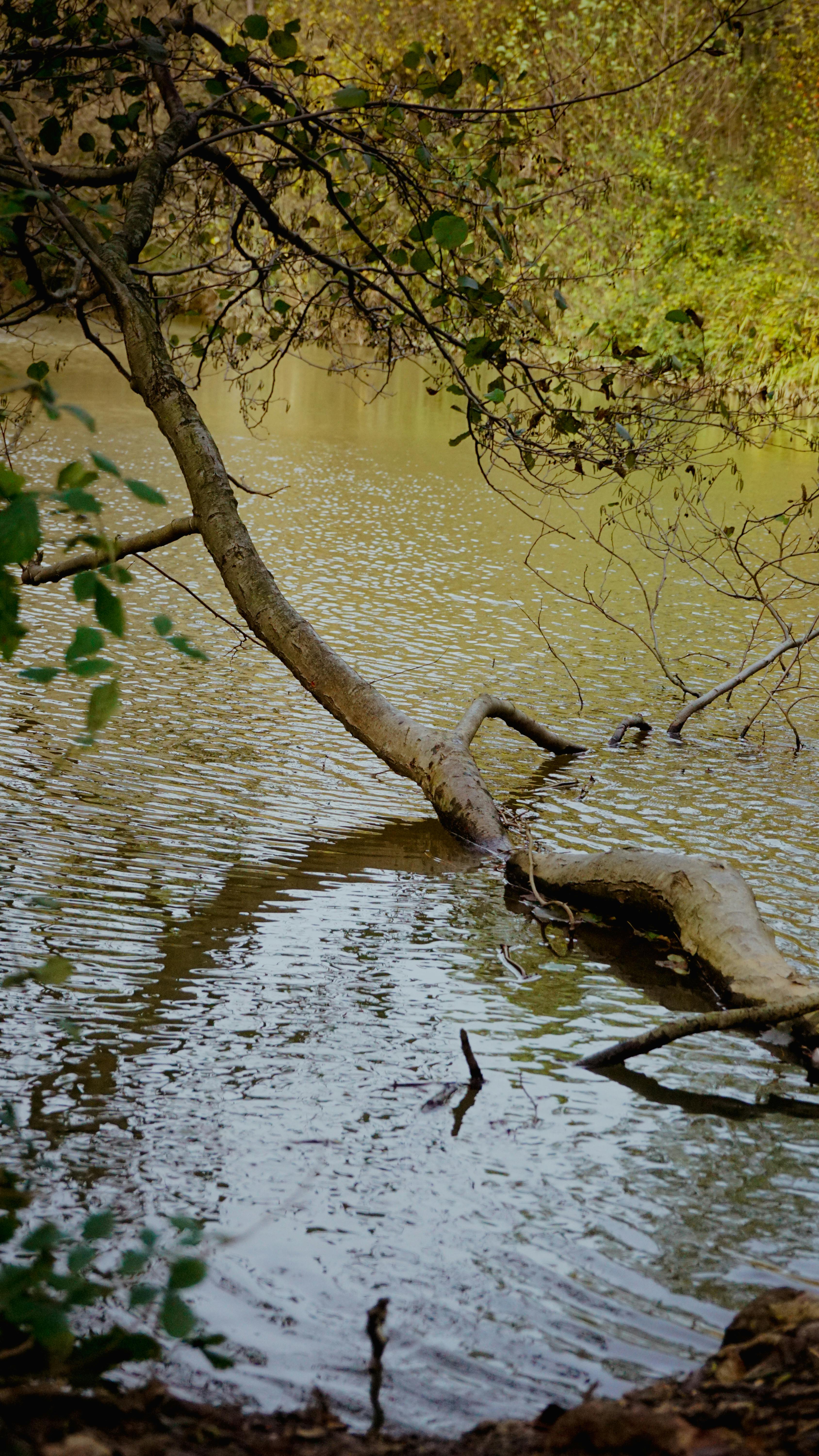Free Tranquil rural river landscape featuring a fallen tree and gentle ripples surrounded by lush greenery. Stock Photo