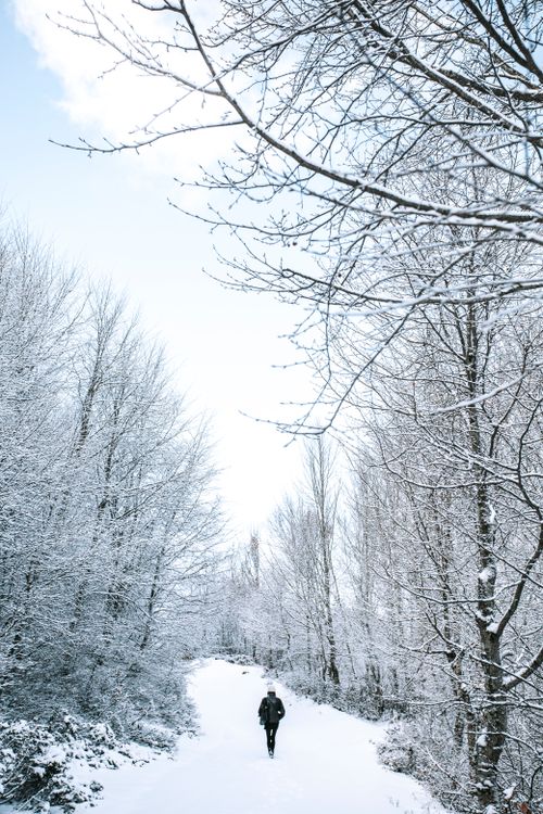 Free Person walking through a serene, snow-covered forest path in winter. Perfect for seasonal themes. Stock Photo