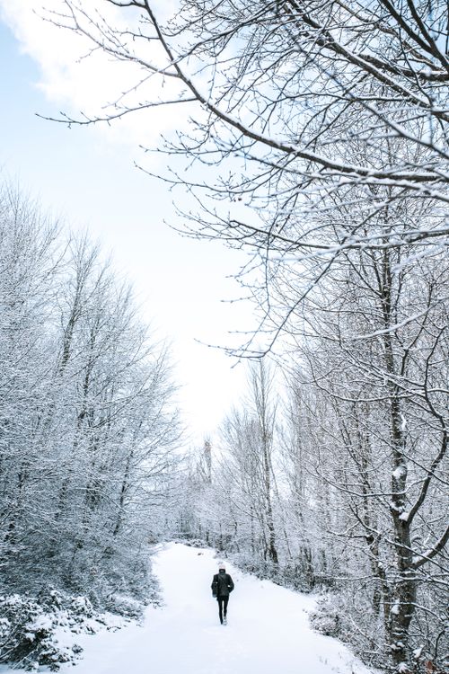 Free Solitary figure walking down a snowy forest path, embraced by winter's serene beauty. Stock Photo