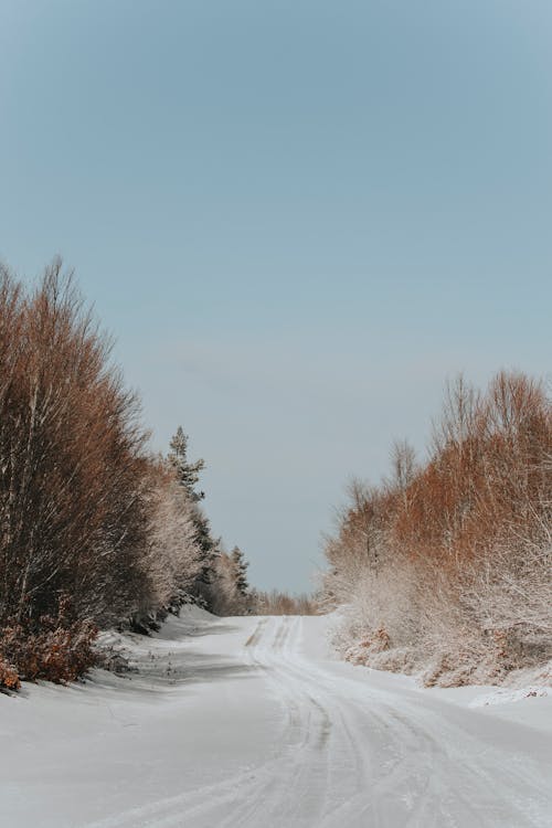 Winter Path Between Bushes