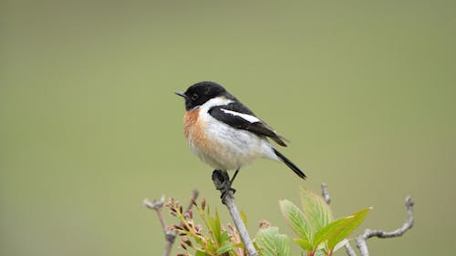 Základová fotografie zdarma na téma evropský stonechat, fotografie divoké přírody, fotografování zvířat