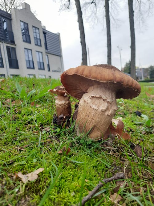Imagine de stoc gratuită din ciupercă, ciuperci de pădure, Olanda