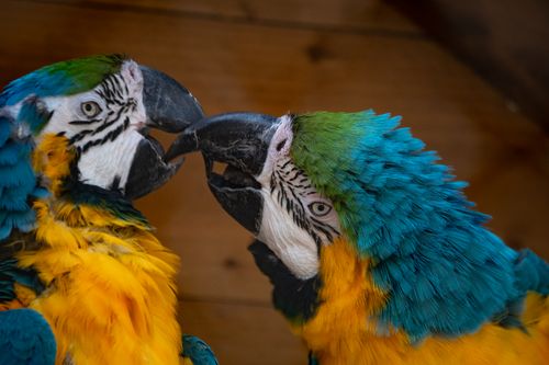 Free Vivid close-up of two blue and yellow macaws sharing an affectionate moment. Stock Photo