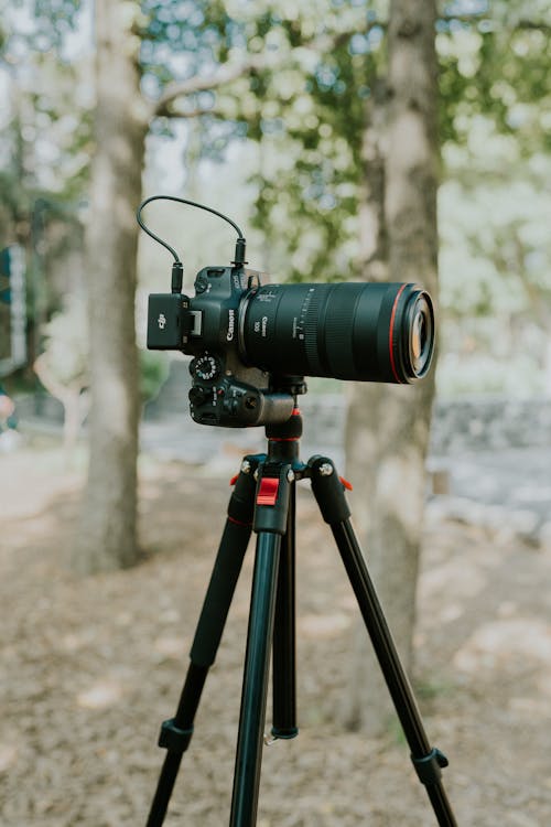 Camera in a Tripod in a Forest 