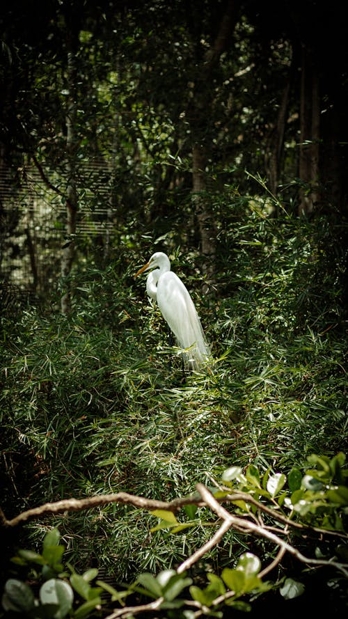 Bird in Forest