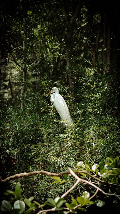 Bird in Forest