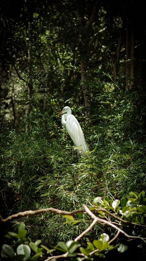 Free A majestic egret stands amidst dense green foliage in a Brazilian forest. Stock Photo