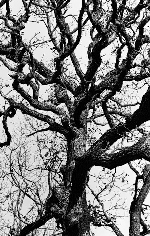 Foto profissional grátis de árvore, árvore nua, árvore sem folhas