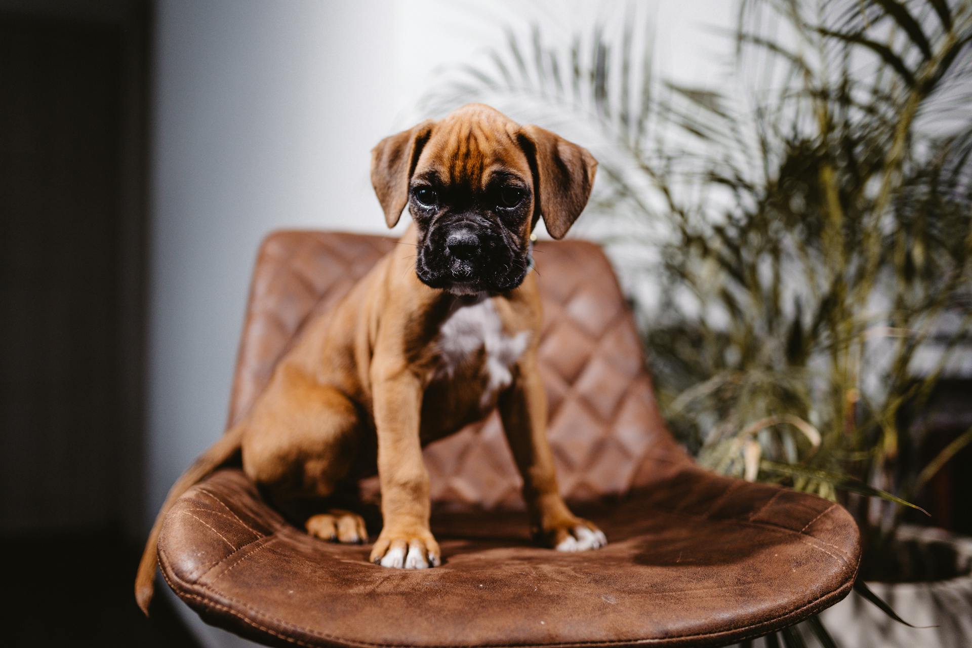 Un chiot assis sur une chaise