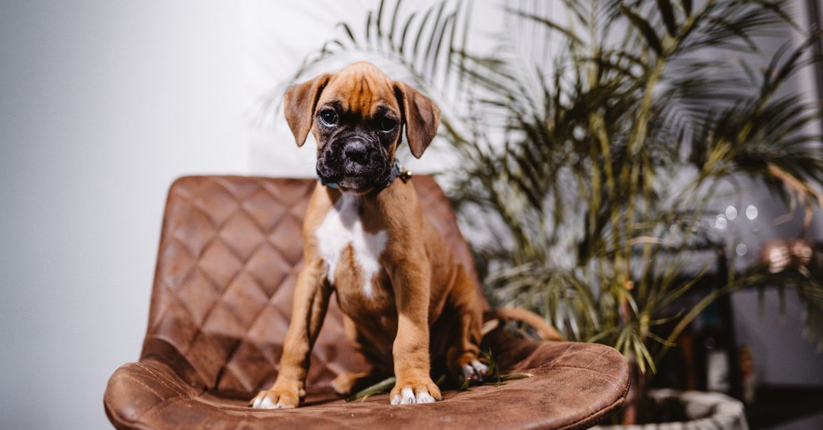 Boxer