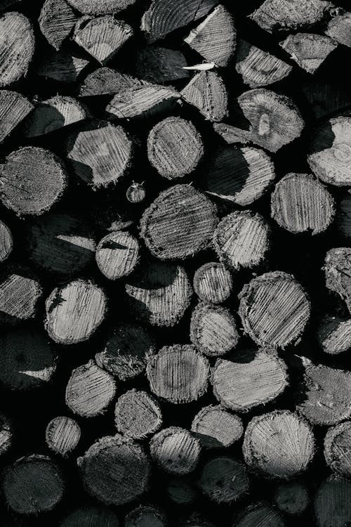 Darmowe zdjęcie z galerii z czarno-biały, drewno, hemoroidy