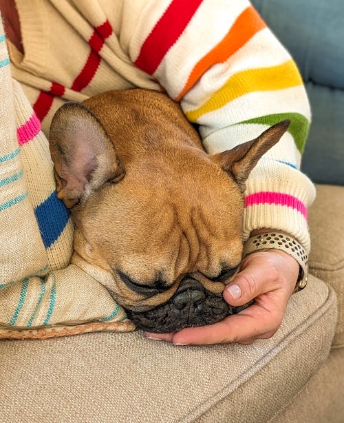 Woman Hand Holding and Hugging French Bulldog