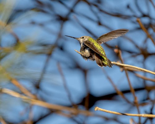 Hummingbird on a Tree Branch 