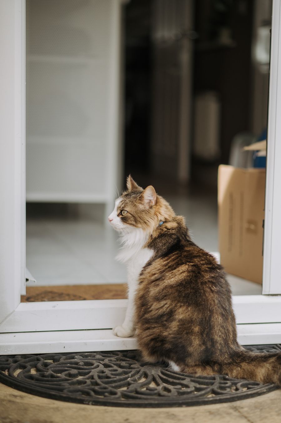 Full-body household cat sitting in a doorway with both ears visible
