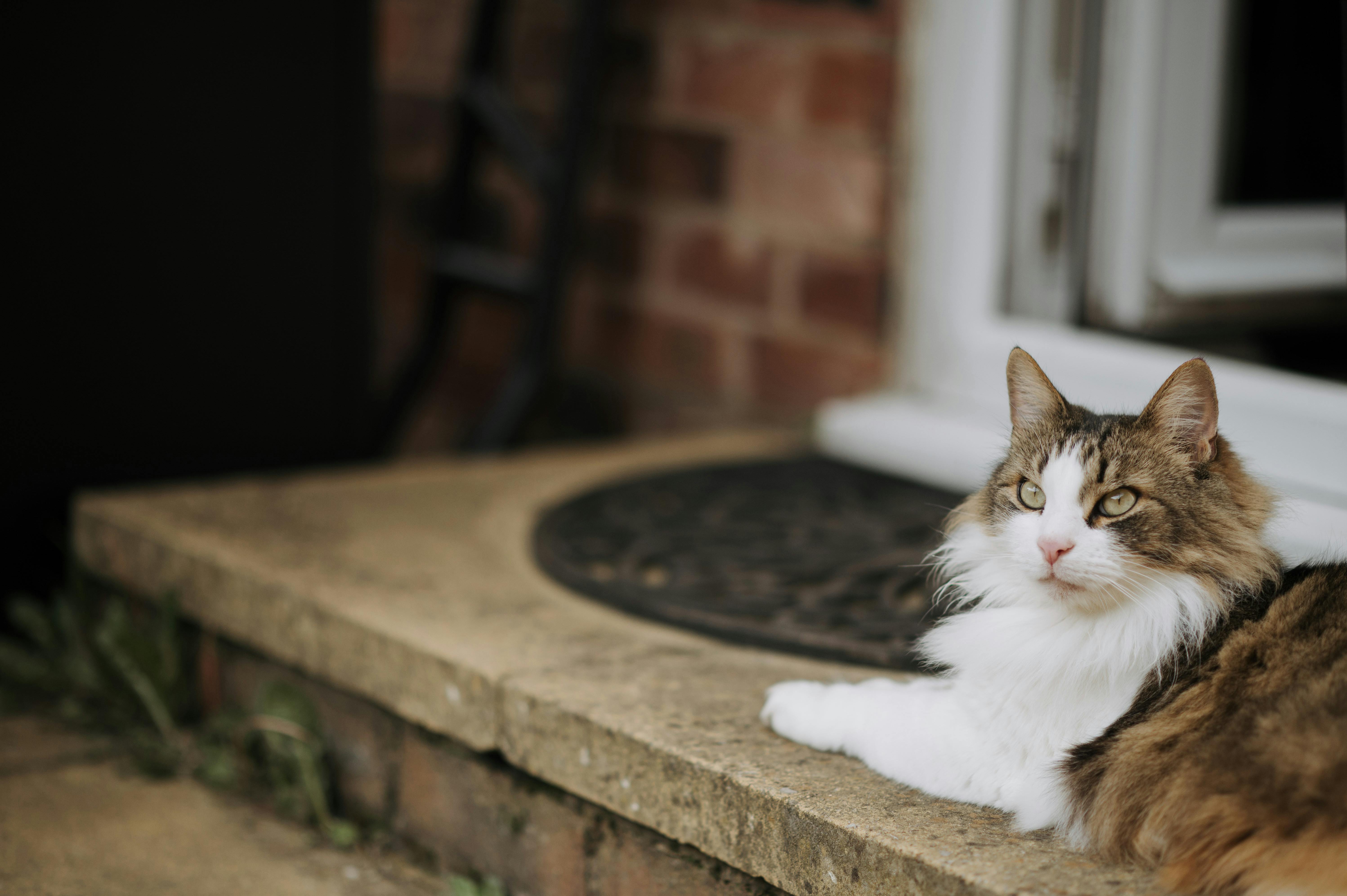 A fluffy long-haired cat lounging peacefully on a doorstep in the summer.