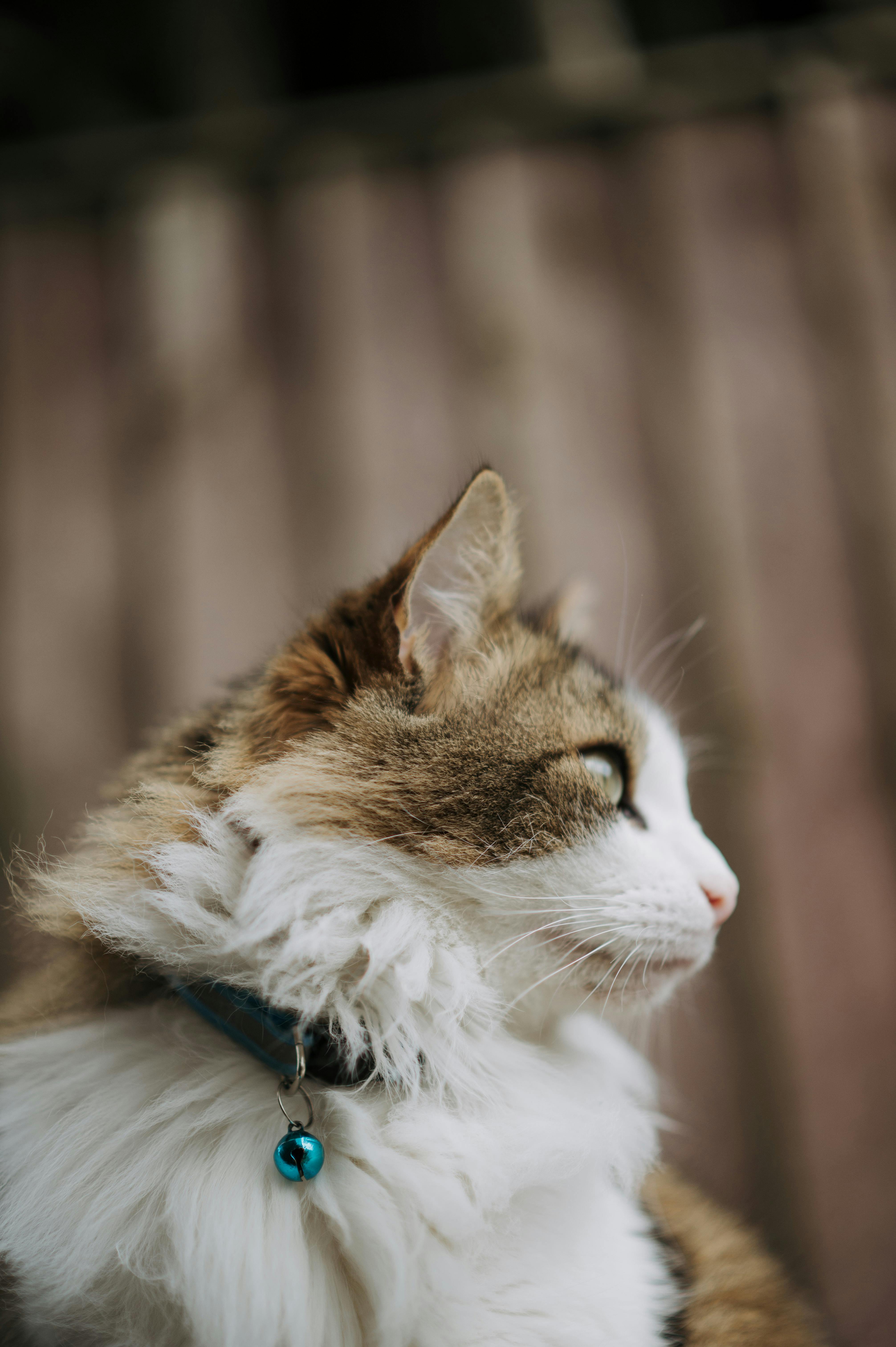A cat with a collar on its neck