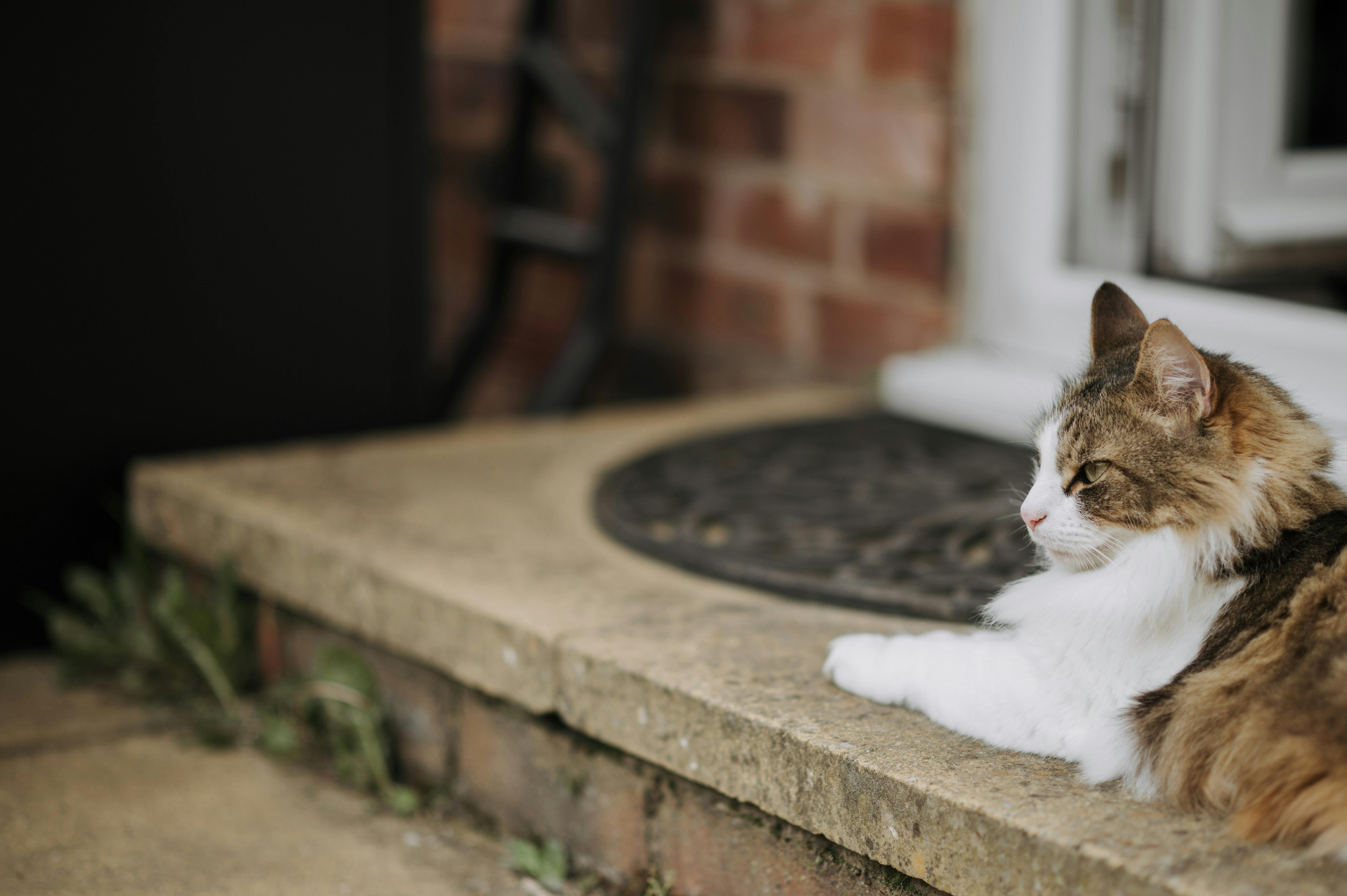 a cat laying on the steps outside a house