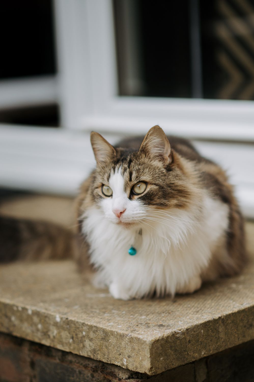 A cat sitting on a ledge near a window · Free Stock Photo