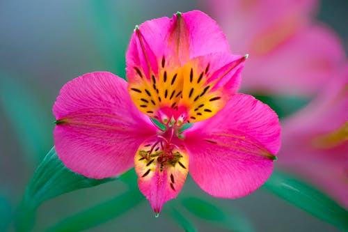 Pink Exotic Flower in a Garden