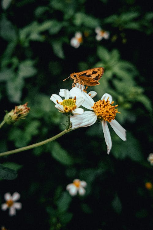 Foto stok gratis alam, bunga, kupu-kupu