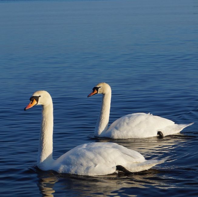 Two elegant swans gliding on a serene lake under a clear sky.