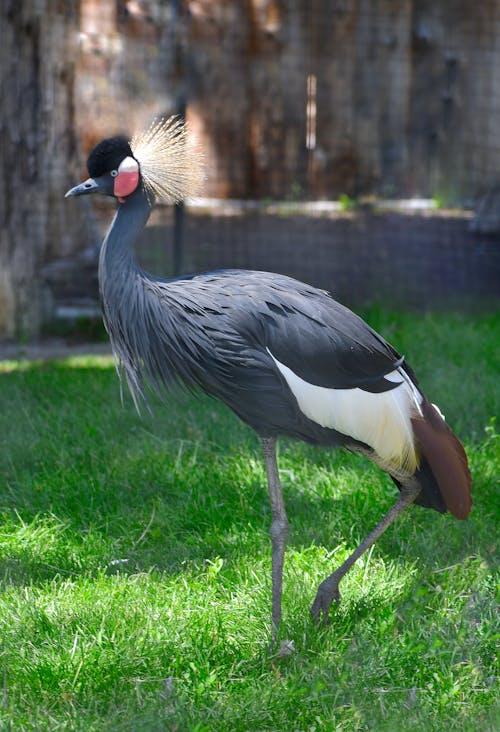 Grey Crowned Crane in ZOO