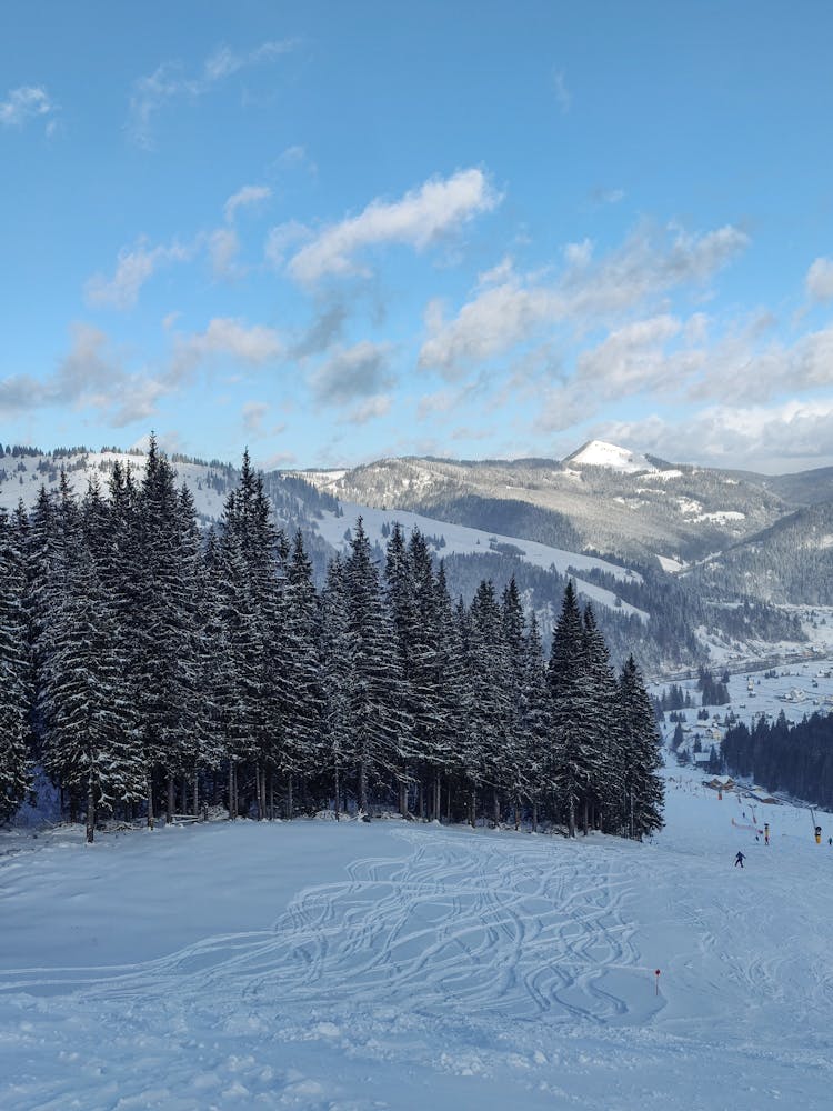 Coniferous Forest In Mountains In Winter