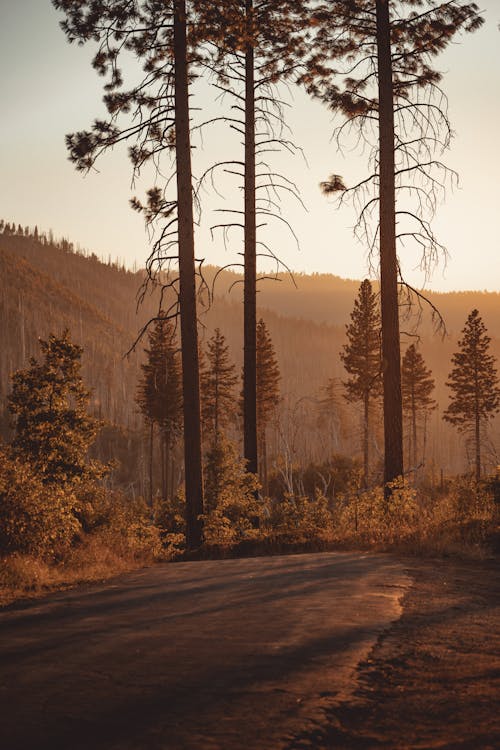 Tall, Evergreen Trees by Road at Sunset