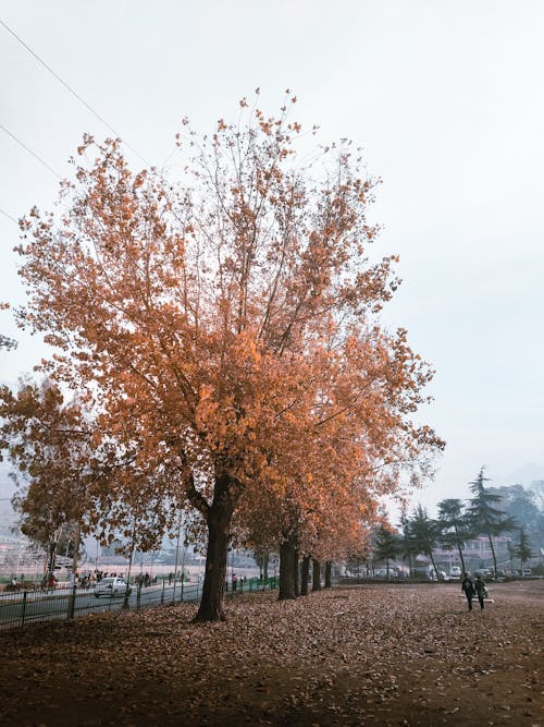 Trees in Autumn