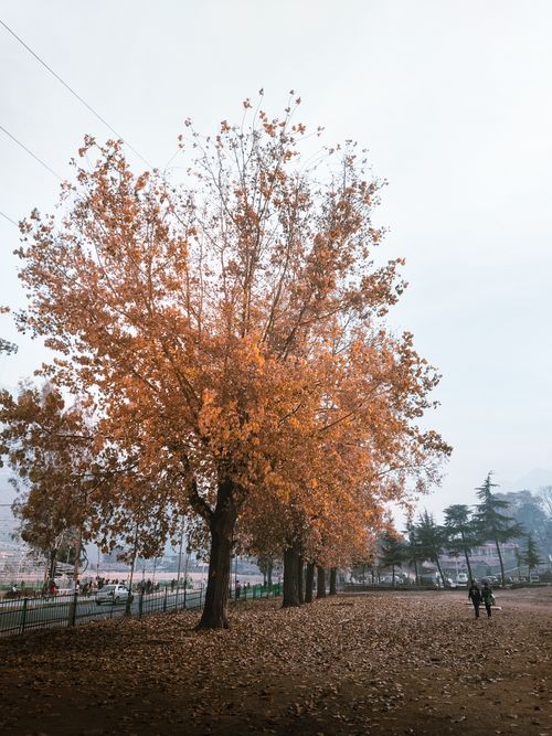 Free Beautiful autumn scene in Kullu, HP, India, featuring a road lined with tall trees and fallen leaves. Stock Photo
