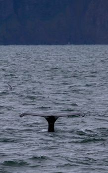 whale photo