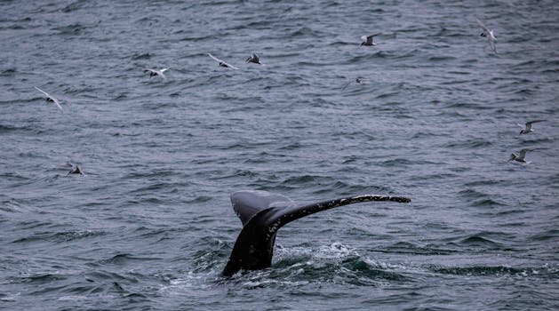 Humpback whale tail emerging from the ocean in Húsavík, Iceland.