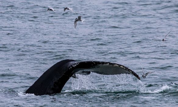 Humpback whale tail rises from the sea near Húsavík, Iceland, surrounded by Arctic terns.