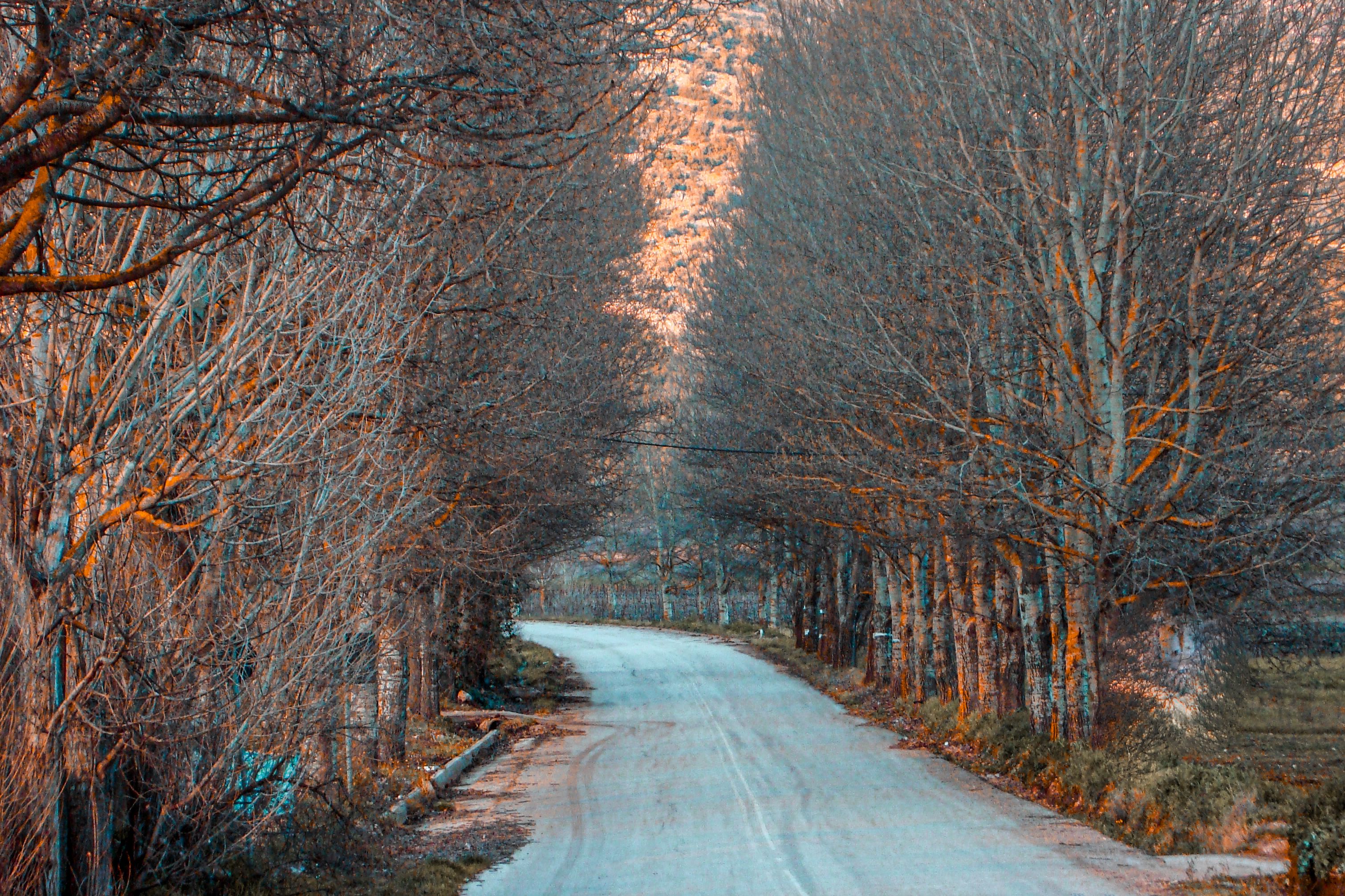 Road Among Trees in Fall · Free Stock Photo