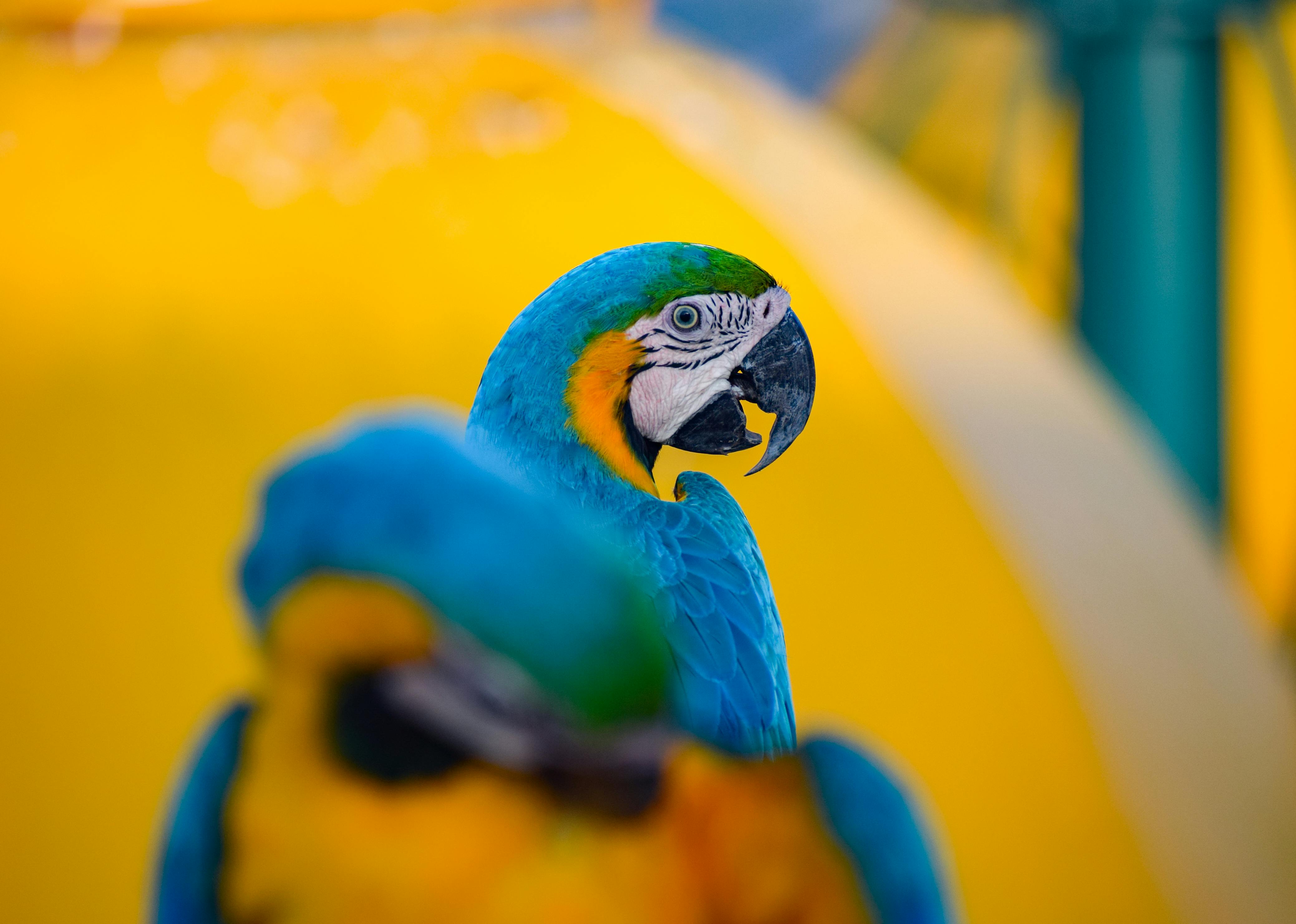 colorful parrots birds