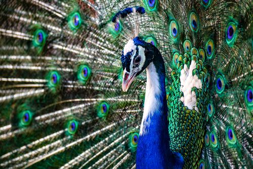 Free Stunning close-up of a peacock with vibrant feathers on display in Islamabad. Stock Photo