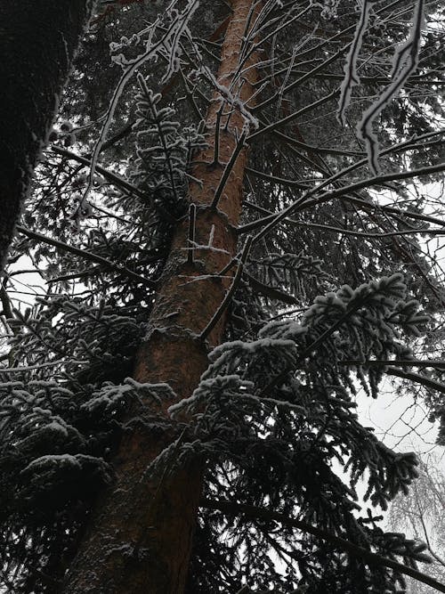 Fotobanka s bezplatnými fotkami na tému chladný, ihličnan, ihličnatý