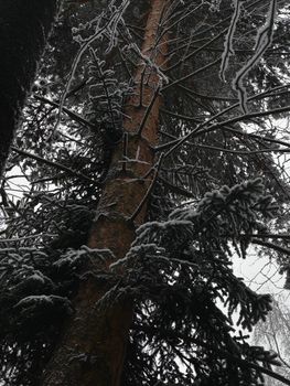 A snow-covered evergreen tree seen from below against a winter sky.