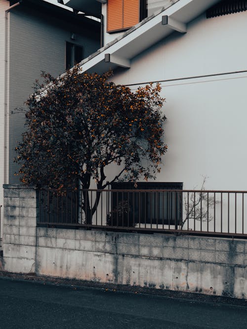 Tree near House Wall